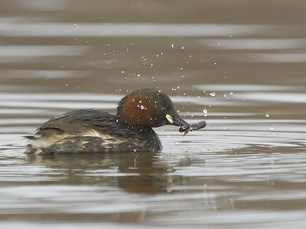 Pikku-uikku, Little Grebe, Tachybaptus ruficollis